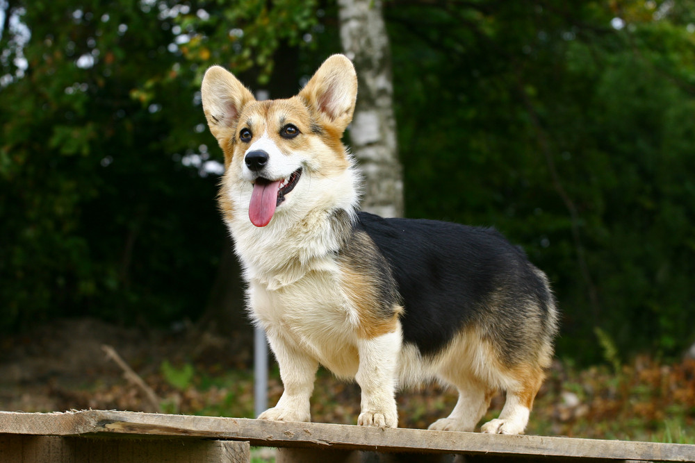 Homemade Fresh Food Recipes for Dogs and Cats