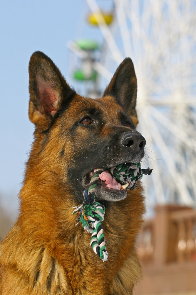 German Shephard Breed Profile