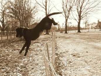 Stop your dog escaping with a perimeter dog fence