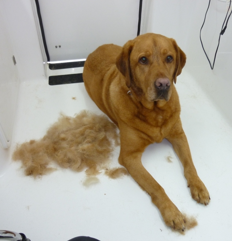 Undercoat de-shedding for dogs