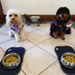 Diet for skin and coat health in dogs