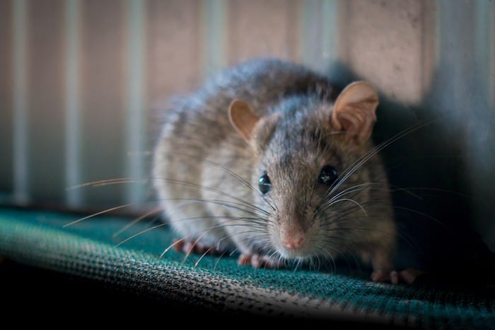 Pest control