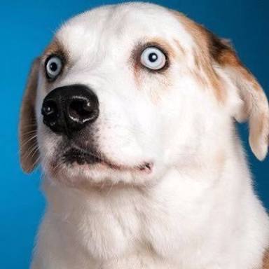 Why shave a dog