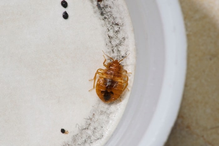 What are bed bugs?
