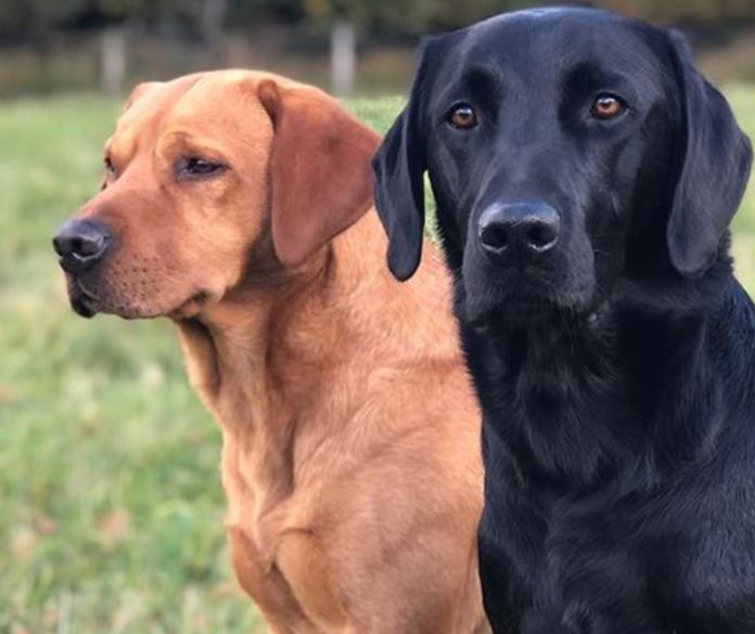 What makes a dog's coat shiny?