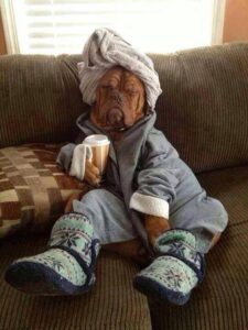 Calming treats for dogs