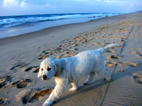 Benefits of kelp for dogs