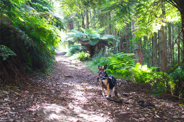 Dog walks in Australia