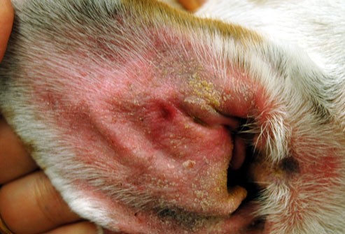 How to clean dog ears with vinegar