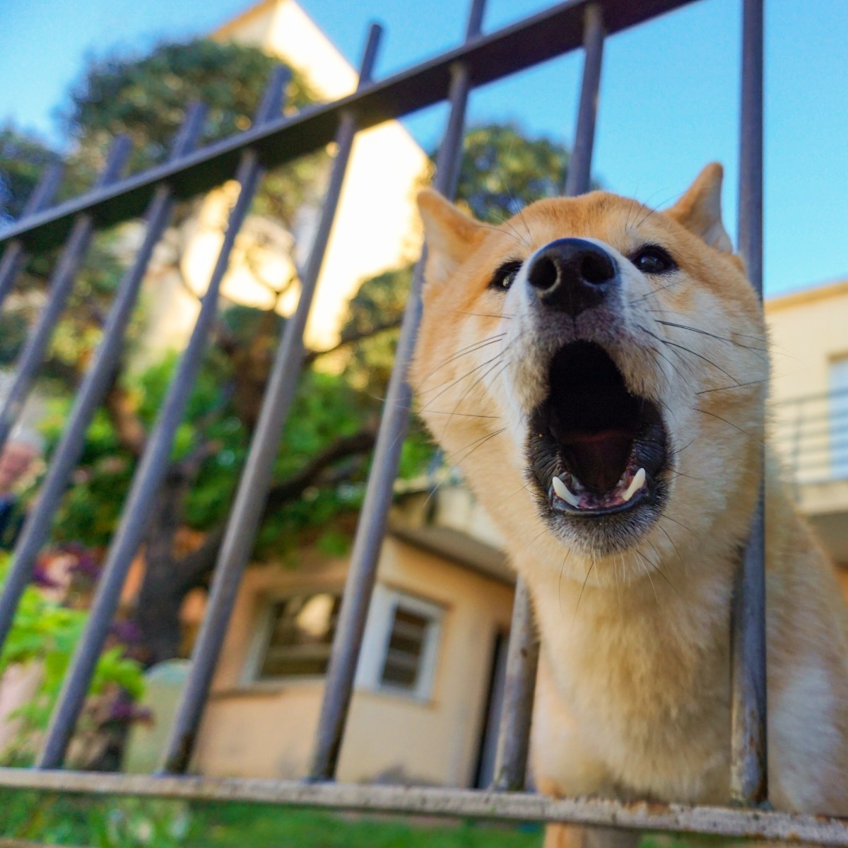 How to stop a dog barking
