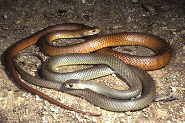 Snakebites in dogs