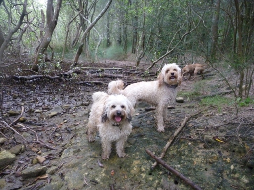 How to walk a dog on a loose lead