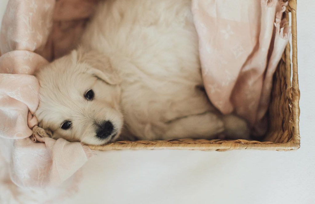 what-to-do-before-you-get-a-dog-dogzone-australia