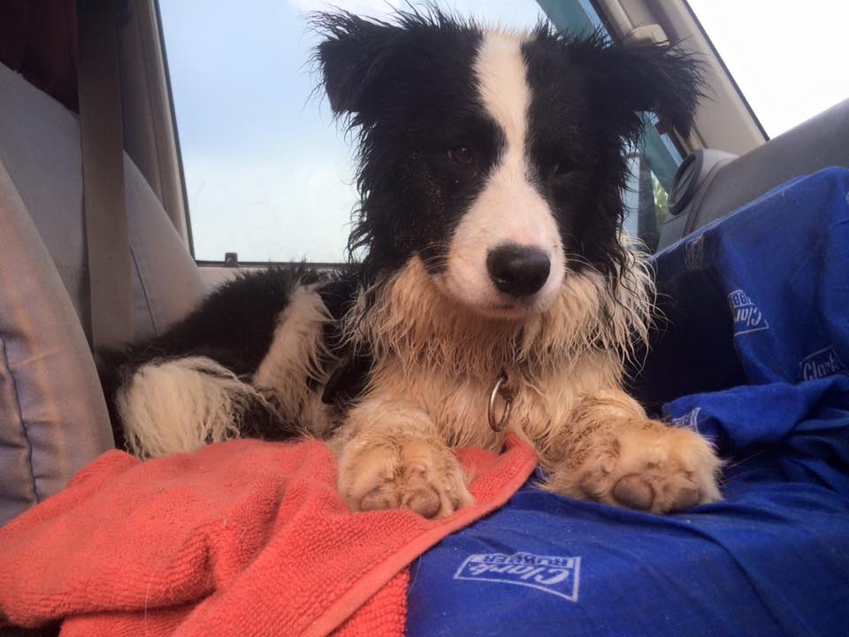 Camping with dogs Australia
