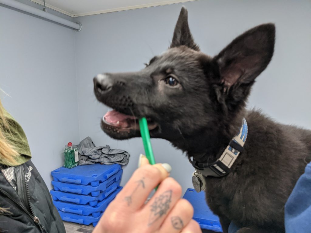 How to brush your dog's teeth! DogZone Australia