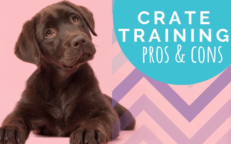 The Pros and Cons of Crate Training Your Dog – Impact Dog Crates