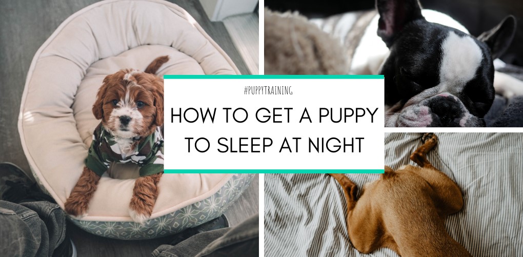 How to get a puppy to sleep