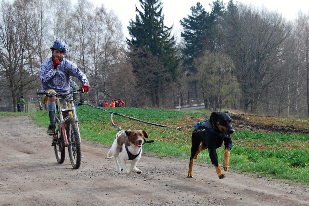 Bikejoring with 2 dogs in Australia
