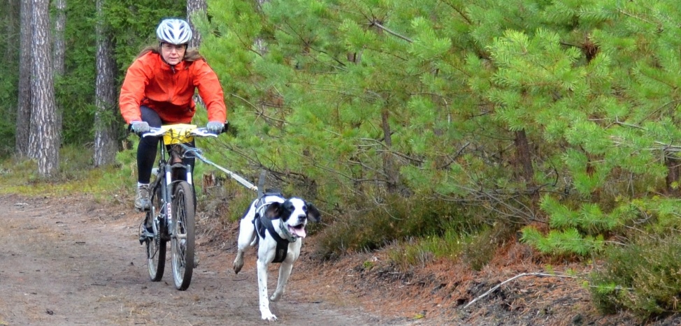 bikejoring