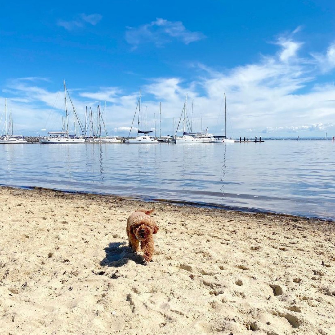 Brighton dog friendly beaches