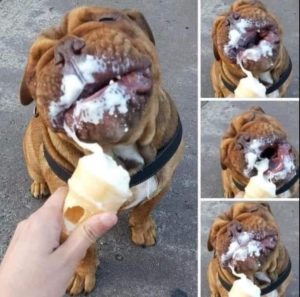 Can dogs eat ice cream