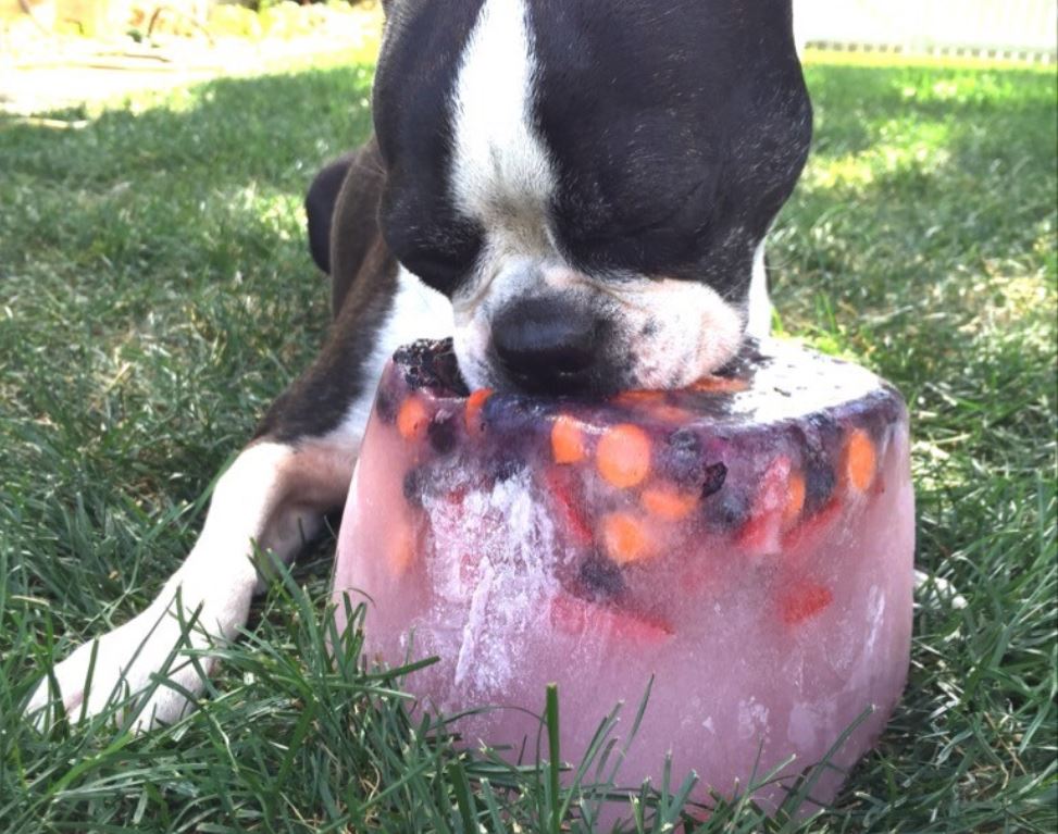 Can dogs eat ice cubes?