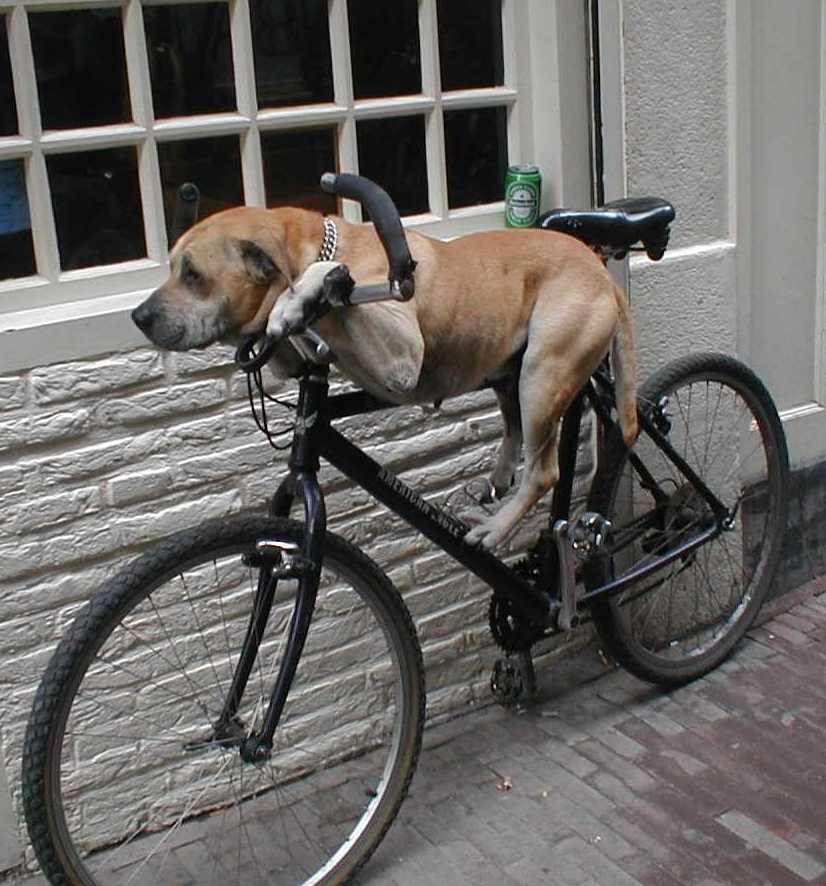 Cycling with a dog