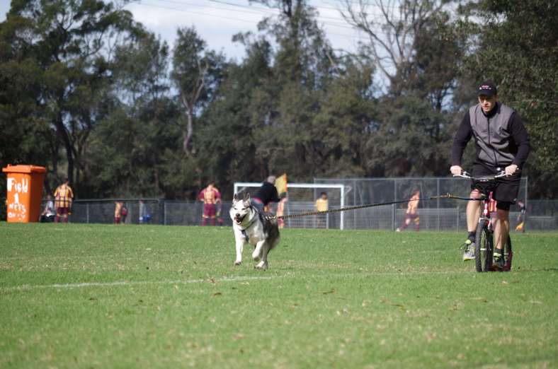 Dog scootering in Australia