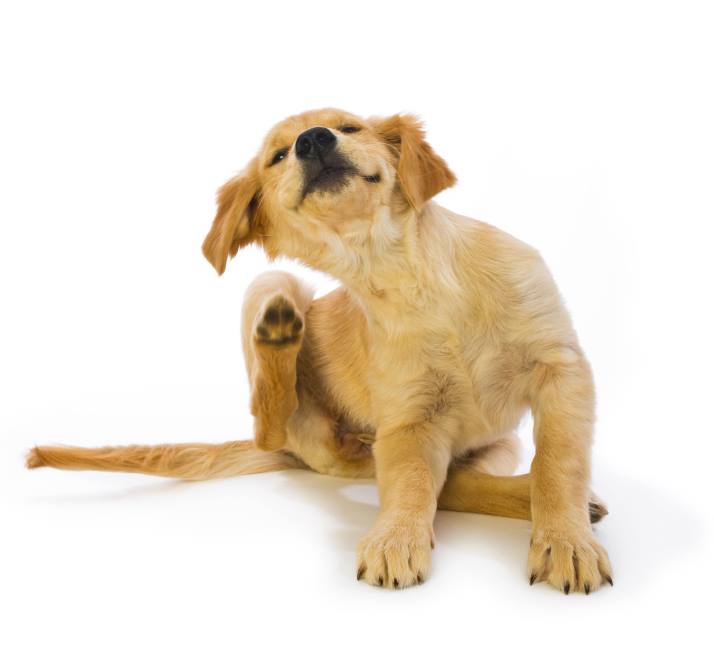 Why is my dog scratching?