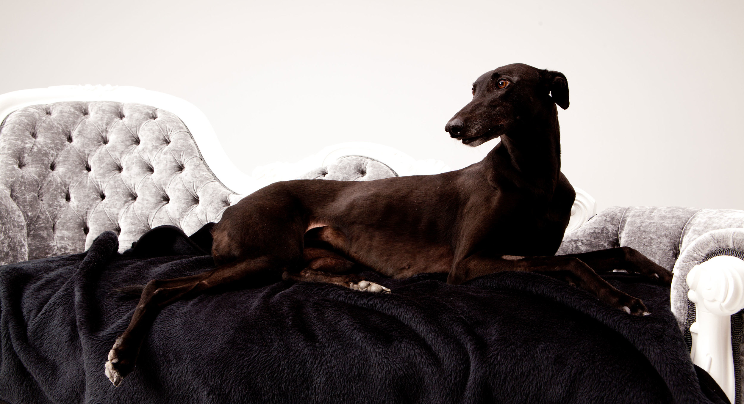 How to Adopt a Greyhound in Australia