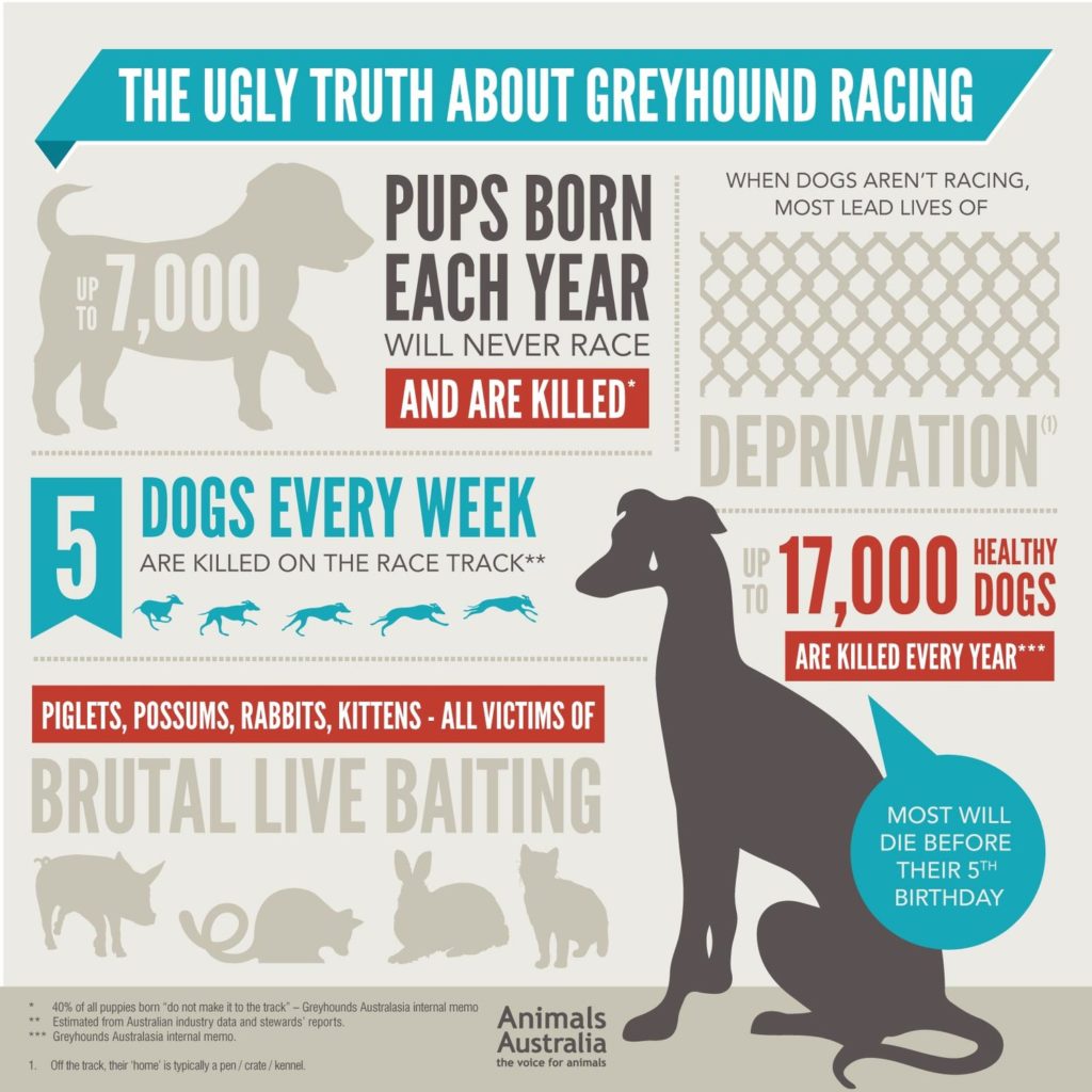 Adopt a Greyhound Infographic