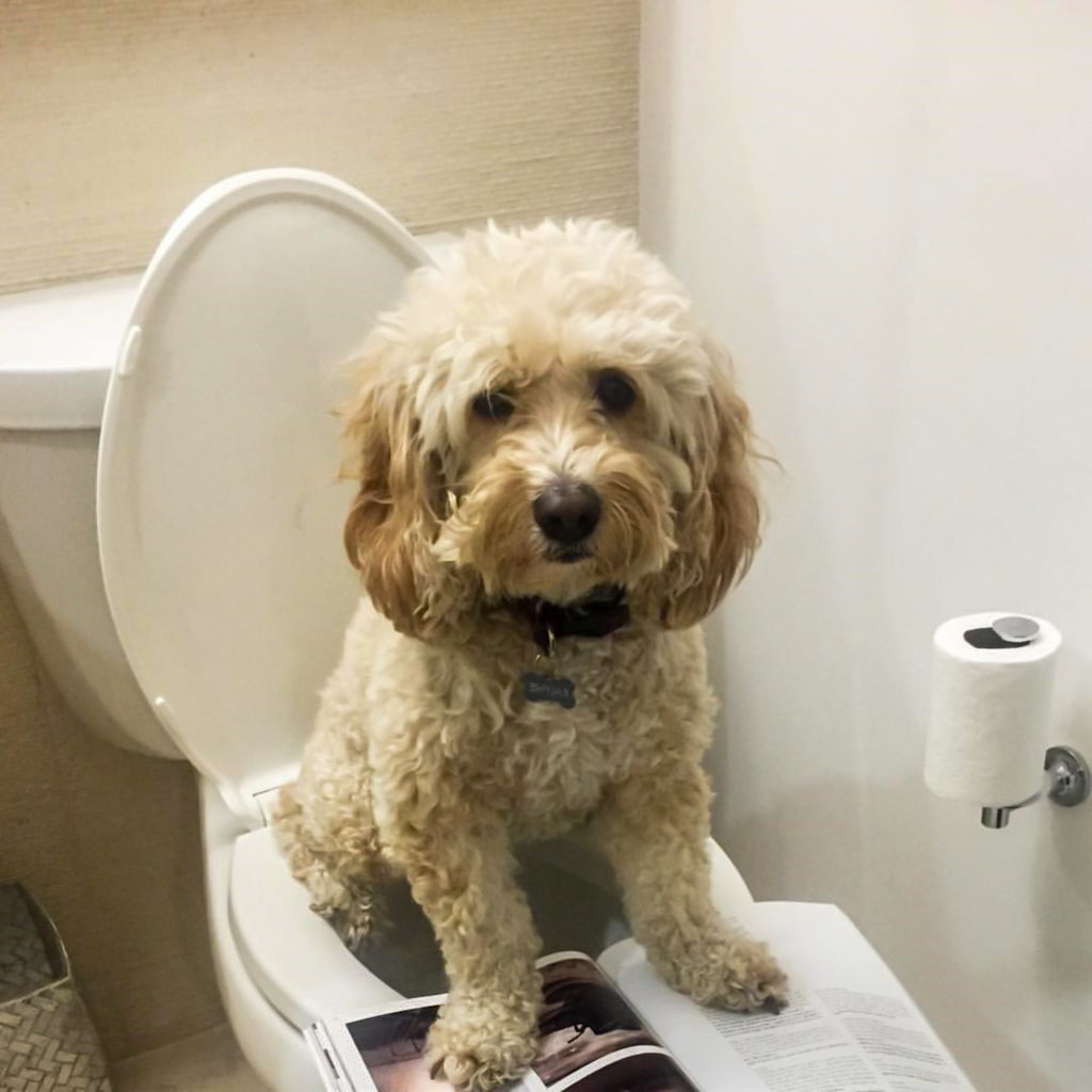 Fascinating facts about Dog Poop! DogZone Australia