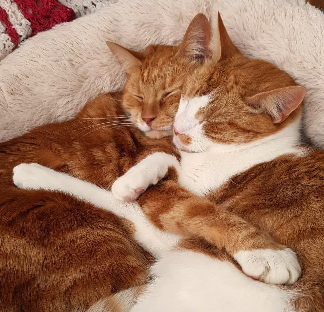Adopting a rescue cat