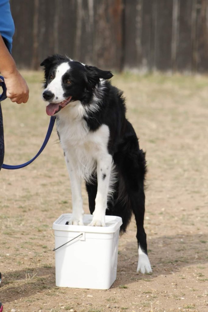 DIY agility equipment for dog agility training