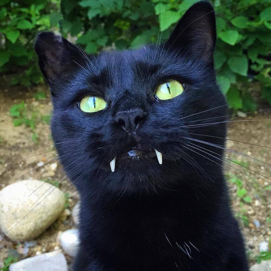 Do cat teeth fall out