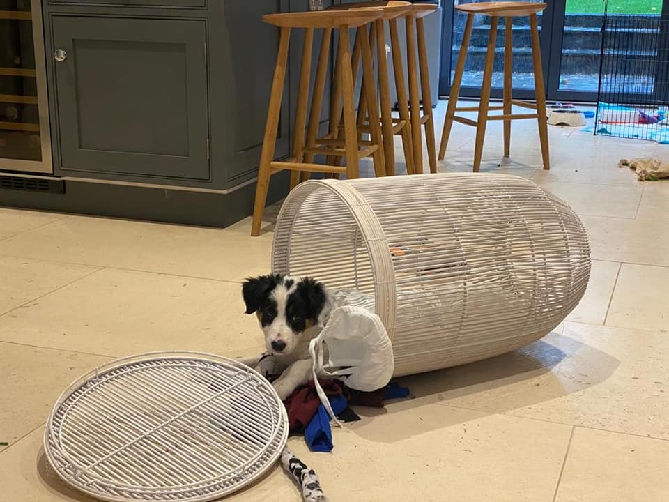 Mental stimulation for Border Collies - an absolute essential!