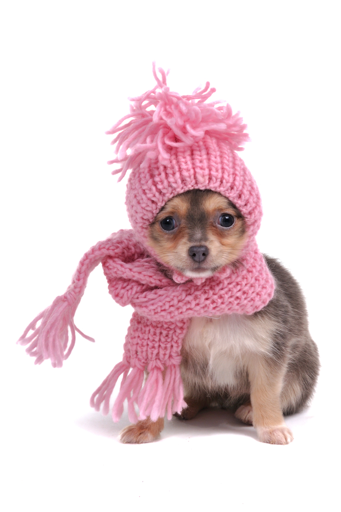 Prepare your dog for the winter