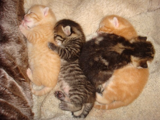 How to rescue an abandoned litter of kittens