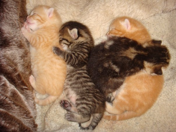 Rescuing an abandoned litter of kittens