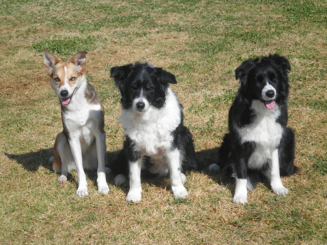 Should you adopt or foster a dog?