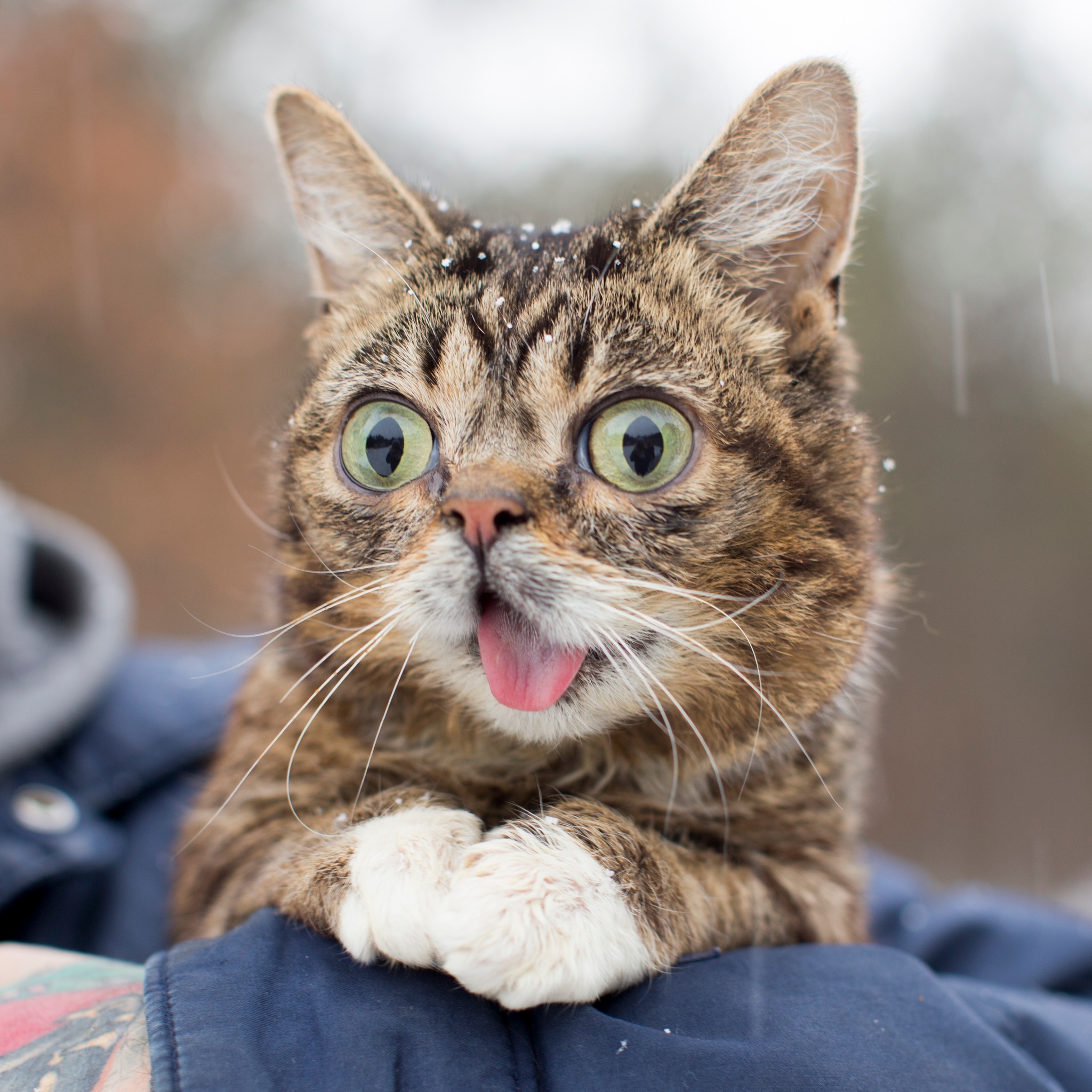 Understanding cat body language