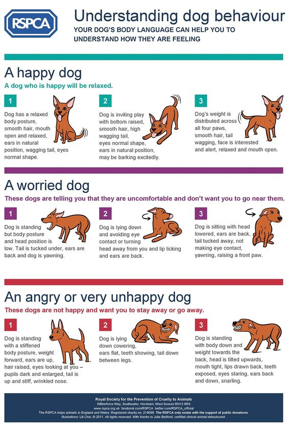 Dog body language chart - Understanding dog body language