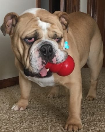 Kong Classic for dogs - easy mental exercise