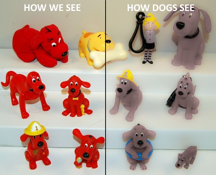 Dog Vision vs Human Vision