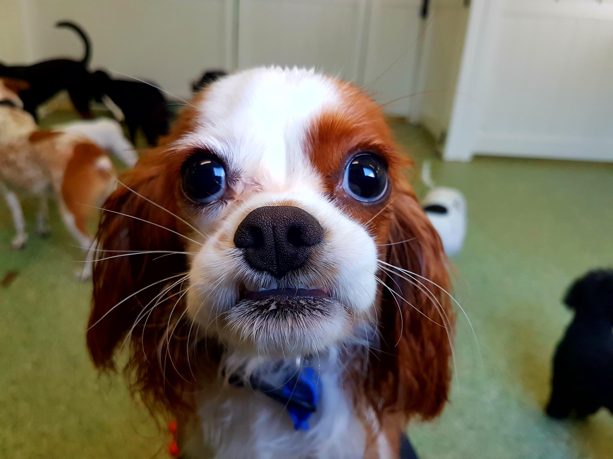 What do dogs see?