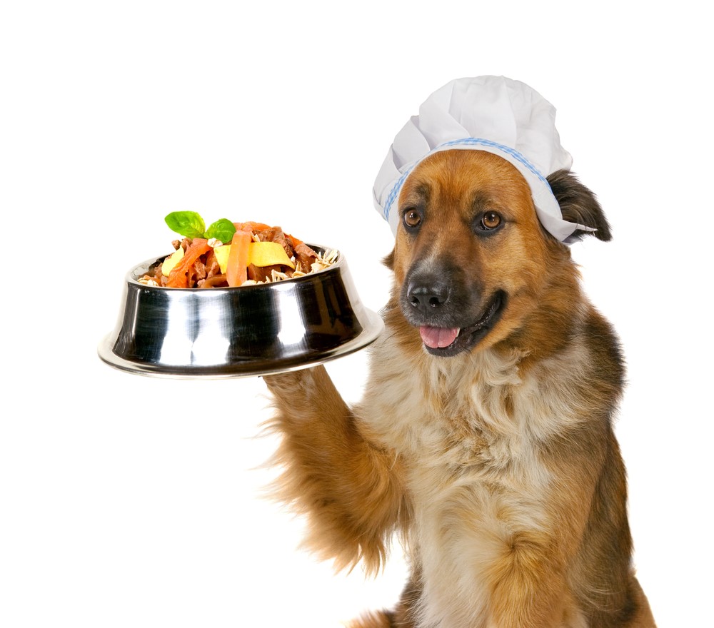What is complete and balanced dog food