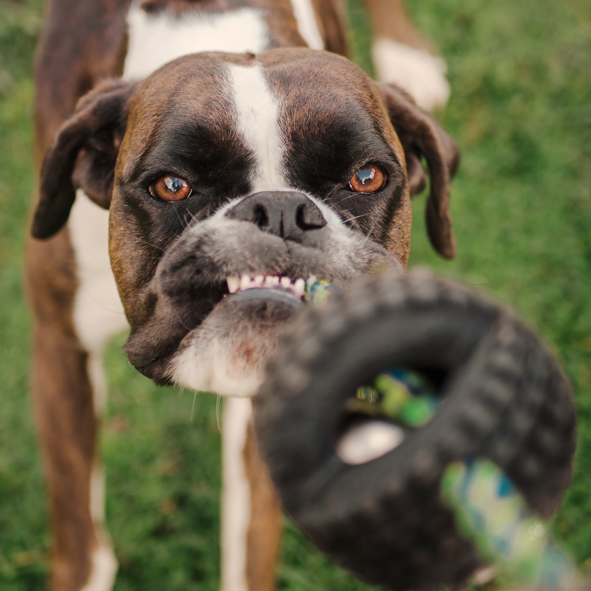 Understanding dog body language
