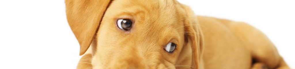 Australian dog trainers by city & state