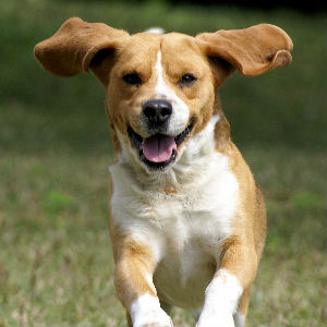 Dog trainers in Darwin
