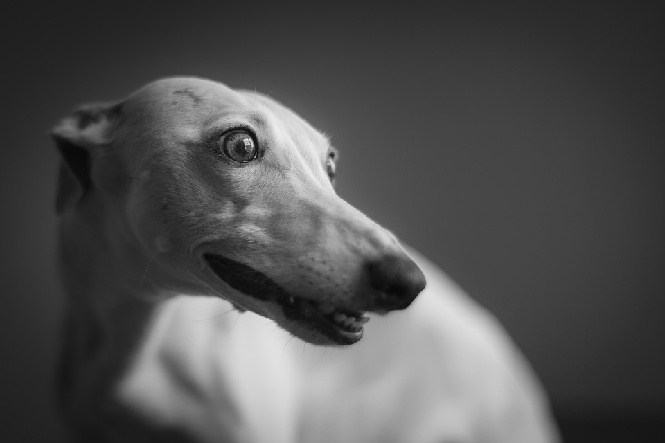 Greyhound vs Whippet – Which is best for you?